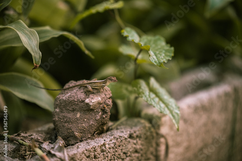 a small brown lizard sits on top of a cement block in a garden one spring evening