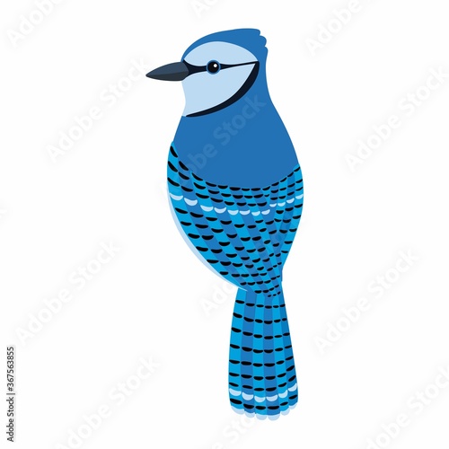 Blue Jay bird Vector Illustration, bird vector