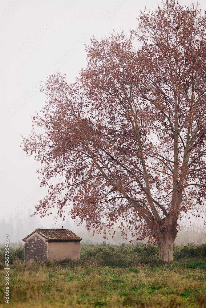 Vertical view of a small rural house next to a tall tree in blossom among morning fog Vertical view of a small rural house next to a tall tree in blossom among morning fog
