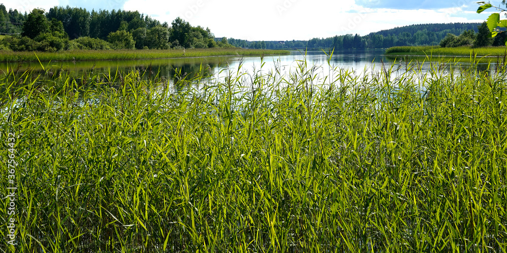 Calm lake behind reeds on beautiful summer day in Finland. - obrazy, fototapety, plakaty 