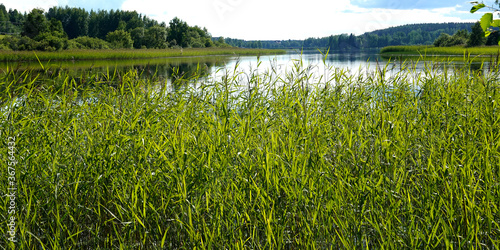 Calm lake behind reeds on beautiful summer day in Finland.