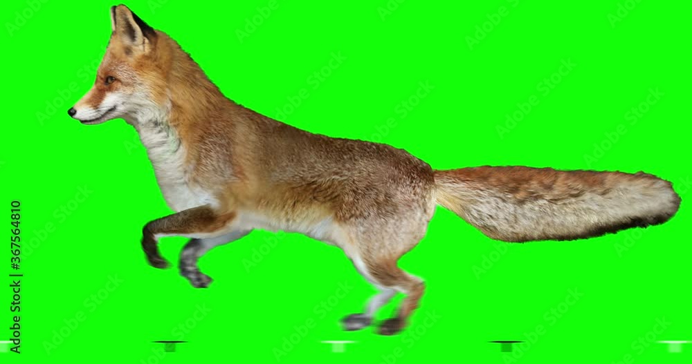 Red fox is running. Isolated and cyclic animation. Green Screen. Stock ...