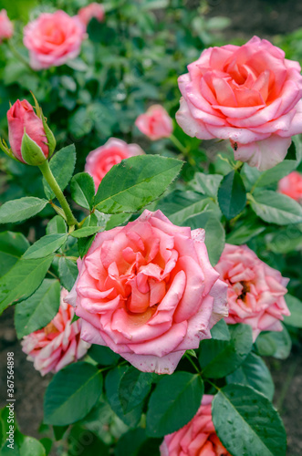 pink rose flowers in the garden © Elena Umyskova