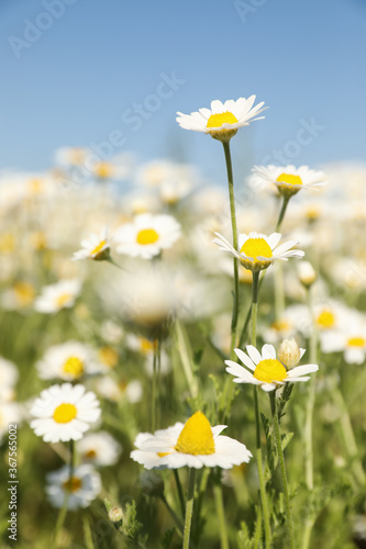 Closeup view of beautiful chamomile field on sunny day © New Africa