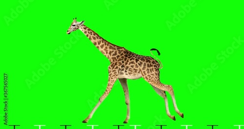 Isolated giraffe cyclical running. Can be used as a silhouette. Green Screen.