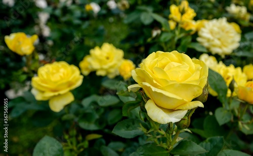 yellow rose flowers in the garden