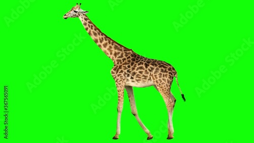 Isolated giraffe cyclical walking. Can be used as a silhouette. Green Screen.
