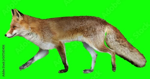 Red fox walking. Isolated and cyclic animation. Green Screen. photo