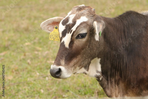 portrait of a brown cow © Nara