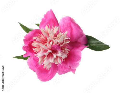 Beautiful pink peony flower isolated on white