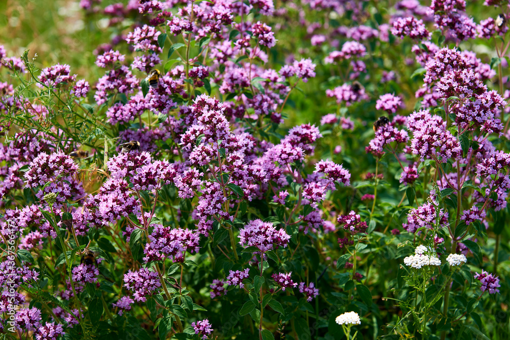 beautiful field of purple flowers