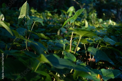 Closeup shot of green plants growing in the park in Brazil