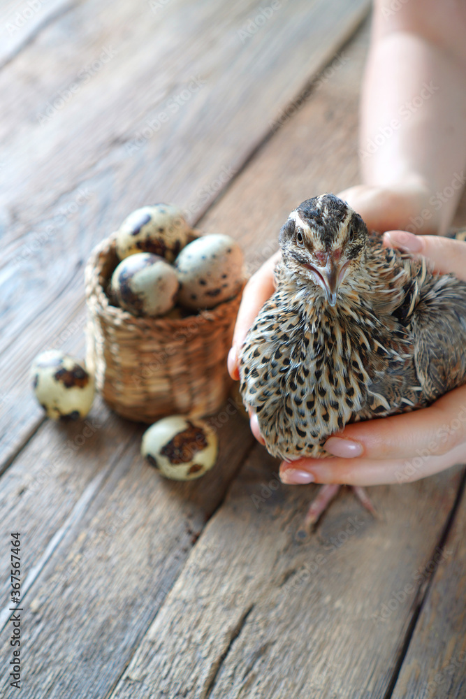 Quail in female hands and eggs in a little wicker basket.