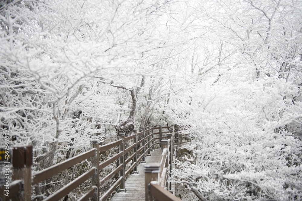 Beautiful winter scenery with a wooden bridge in the forest at the Jeju Island in South Korea