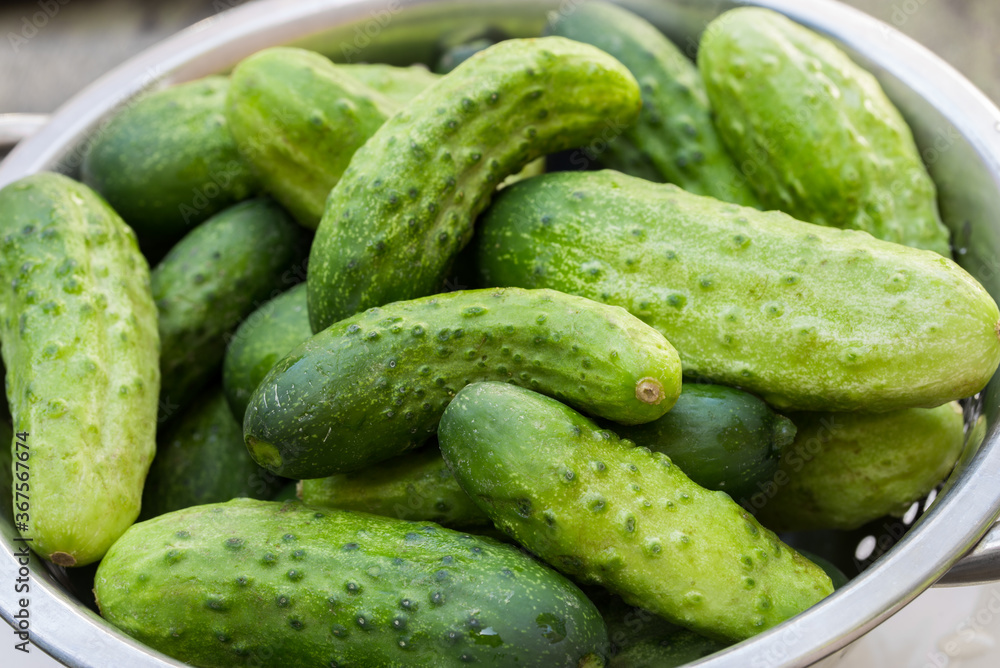 fresh cucumbers in colander closeup selective focus fresh cucumbers in colander closeup selective focus
