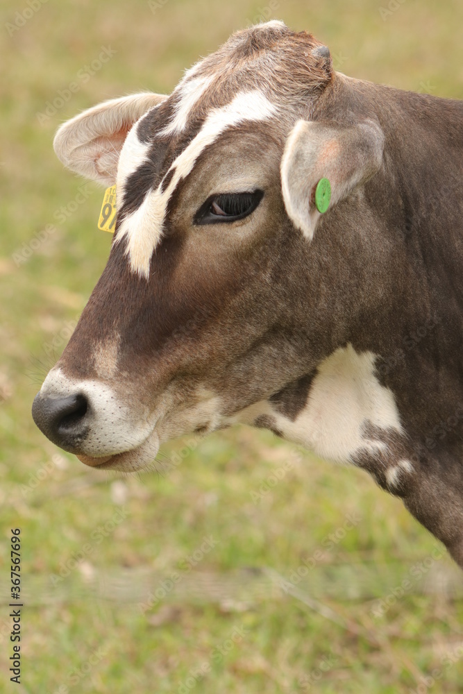 portrait of a brown cow