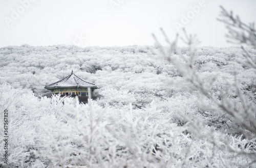 Small house surrounded by snowy trees Jeju Island in South Korea