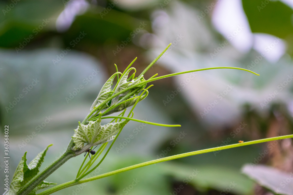 Vegetable leaf plant blooms, flower in garden outside flora nature background green grass photo natural Vegetable leaf plant blooms, flower in garden outside flora nature background green grass photo natural