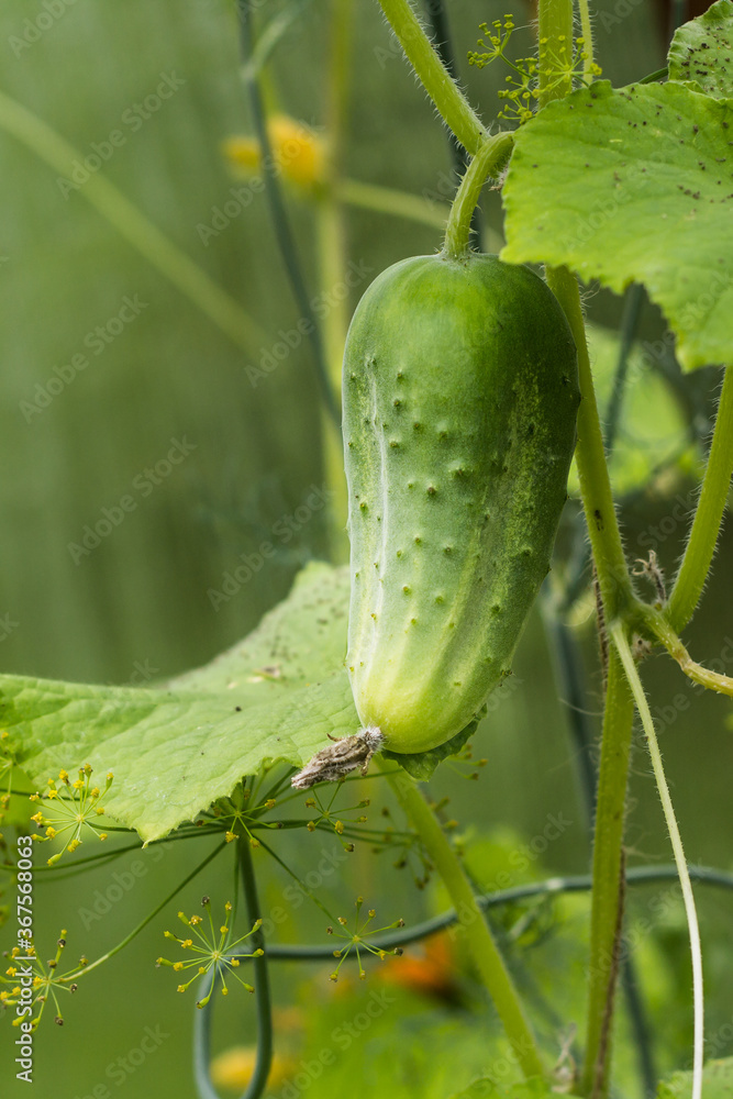 in the greenhouse, a green cucumber hangs on a branch.rich harvest