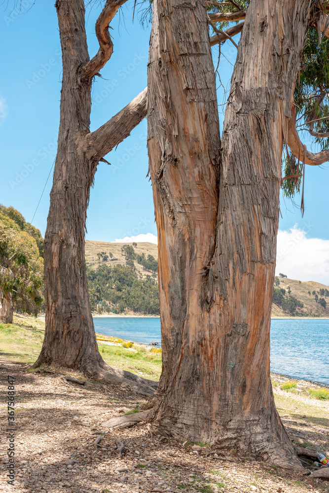 big eucalyptus trees big eucalyptus trees