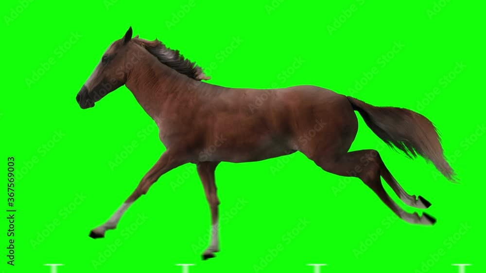 Red horse runs gallop. Isolated and cyclic animation. Green Screen. Red horse runs gallop. Isolated and cyclic animation. Green Screen.