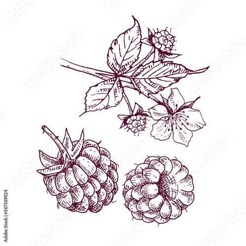 Hand drawn raspberry berries and branch with leaves and flower. Vector illustration in retro style isolated on white background.