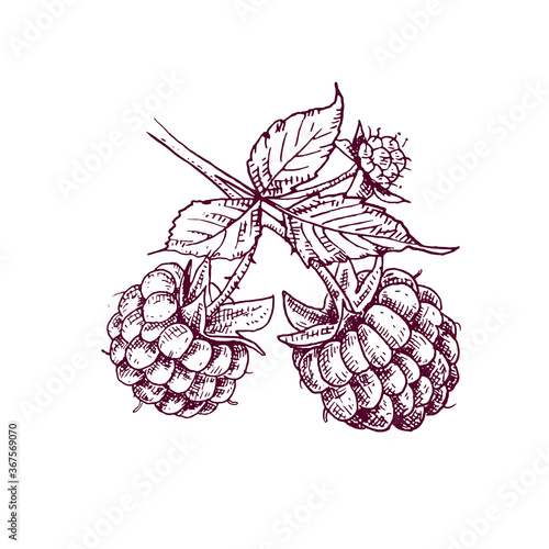 Hand drawn raspberries on a branch. Vector illustration in retro style isolated on white background.