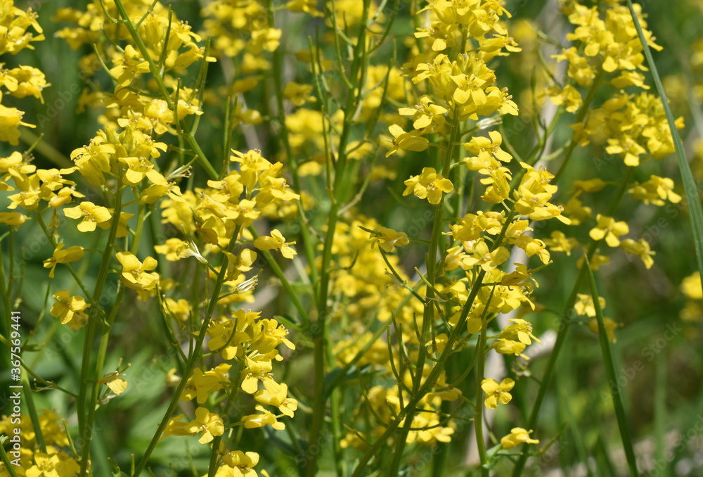 The positive air of the yellow flowers in Sapporo Japan The positive air of the yellow flowers in Sapporo Japan