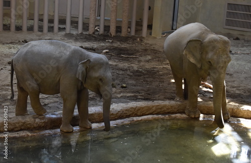 Testing the bathwater the little baby elephants at the Maruyama Zoo in Sapporo Japan