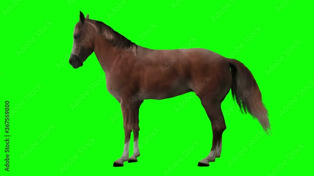 Chestnut horse standing. Isolated and cyclic animation. Green Screen Chestnut horse standing. Isolated and cyclic animation. Green Screen