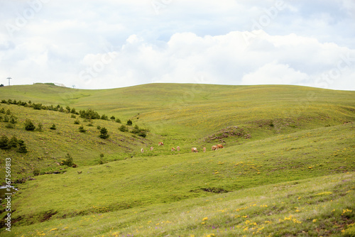 Green meadow on a mountain
