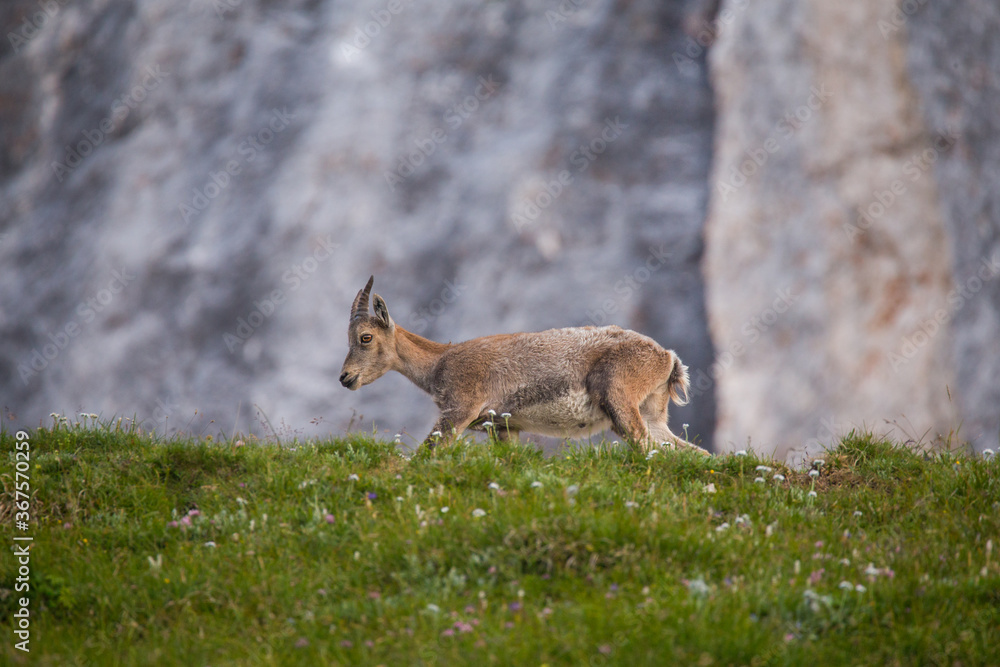 Fototapeta premium Young Alpine ibex (Caora Ibex)