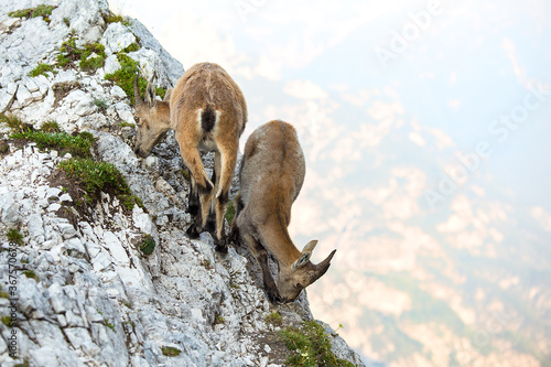 Two Young Alpine ibex (Caora Ibex) on the Mountain Rocks, Montasio, Friuli Venezia Giulia, Julian Alps, Italy