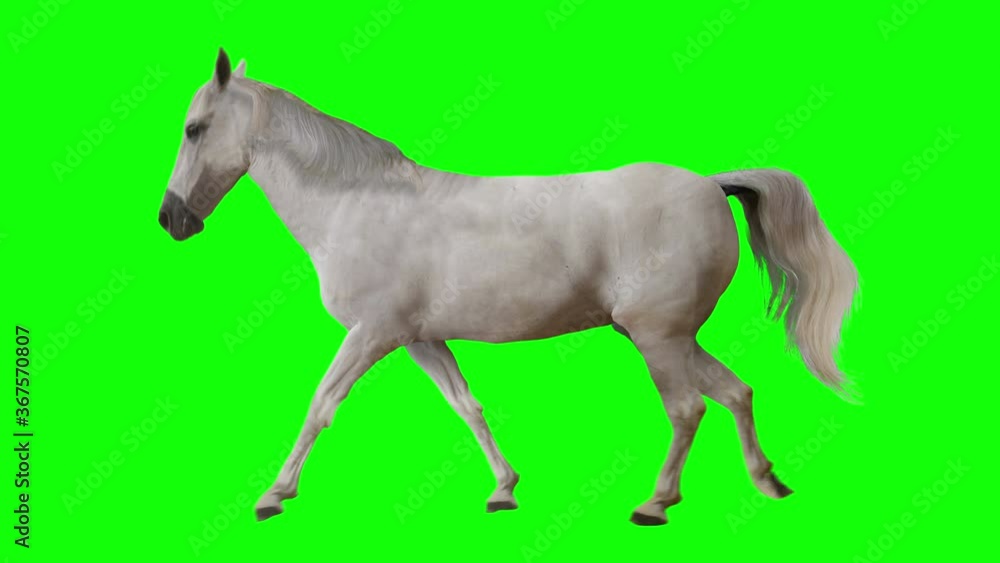 White horse walking. Isolated and cyclic animation. Green Screen White horse walking. Isolated and cyclic animation. Green Screen