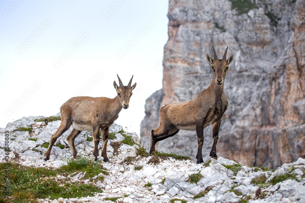Two Young Alpine ibex (Capra ibex) perched on rock Two Young Alpine ibex (Capra ibex) perched on rock