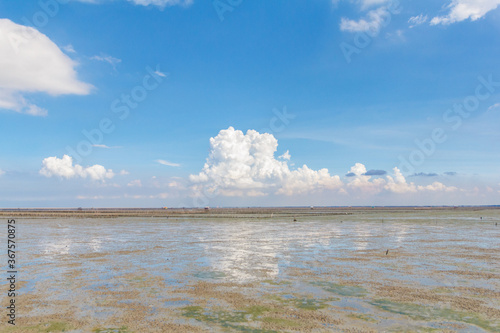 the mangrove forest with blue sky with cloud. photo