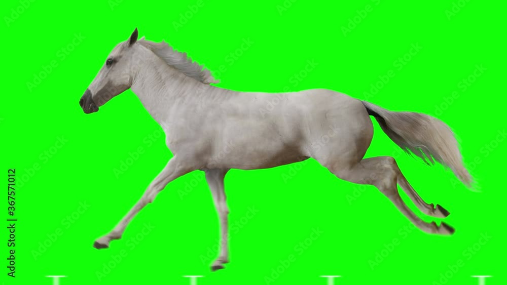 White horse runs gallop. Isolated and cyclic animation. Green Screen. White horse runs gallop. Isolated and cyclic animation. Green Screen.