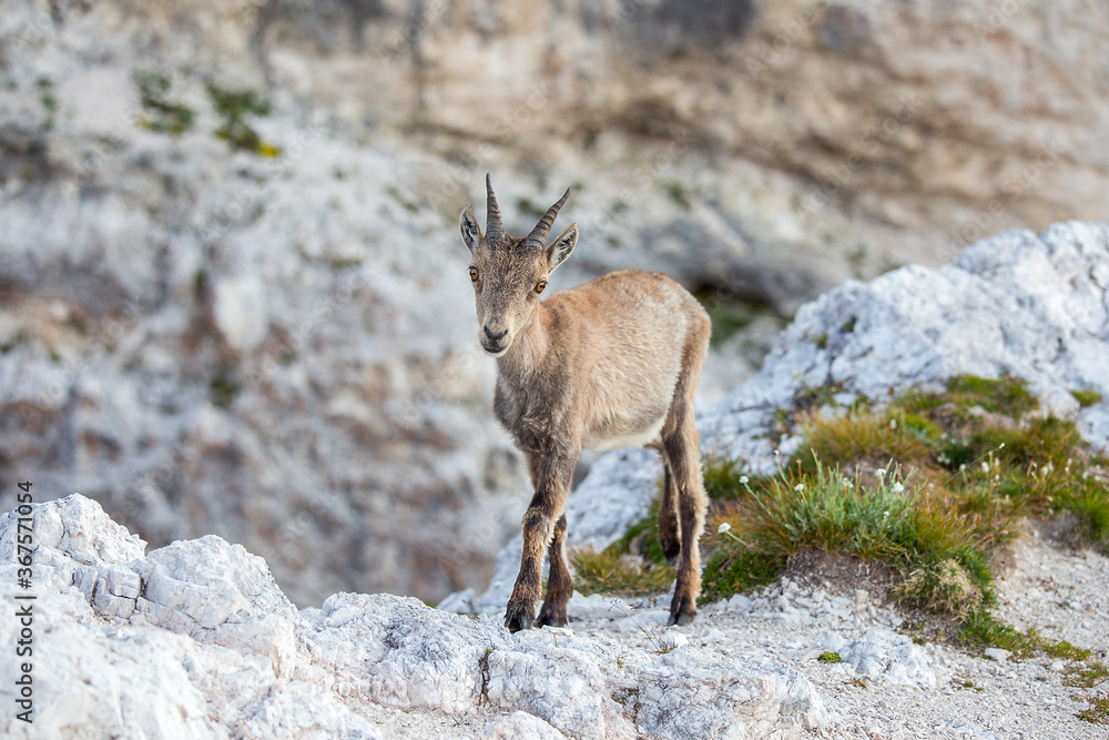 Young Alpine ibex (Capra ibex) perched on rock Young Alpine ibex (Capra ibex) perched on rock