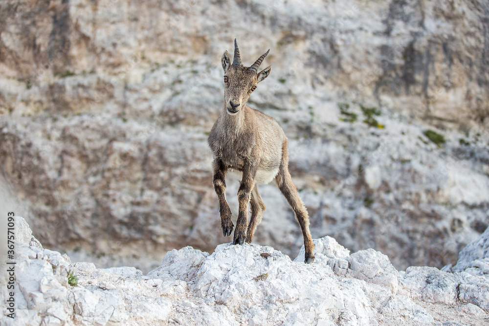 Young Alpine ibex (Capra ibex) perched on rock Young Alpine ibex (Capra ibex) perched on rock