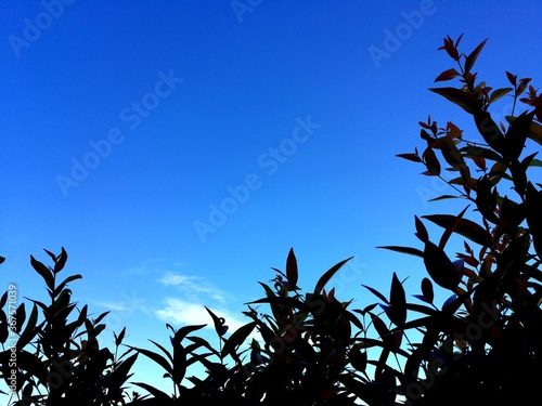 Tree top against blue sky in the background with blank space for your work.