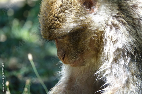 singe male faché photo