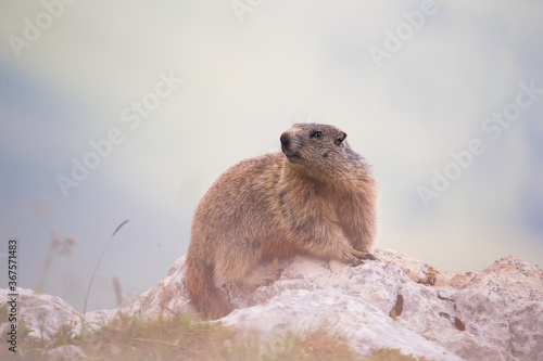 Alpine marmot  Marmota marmota  on the rock