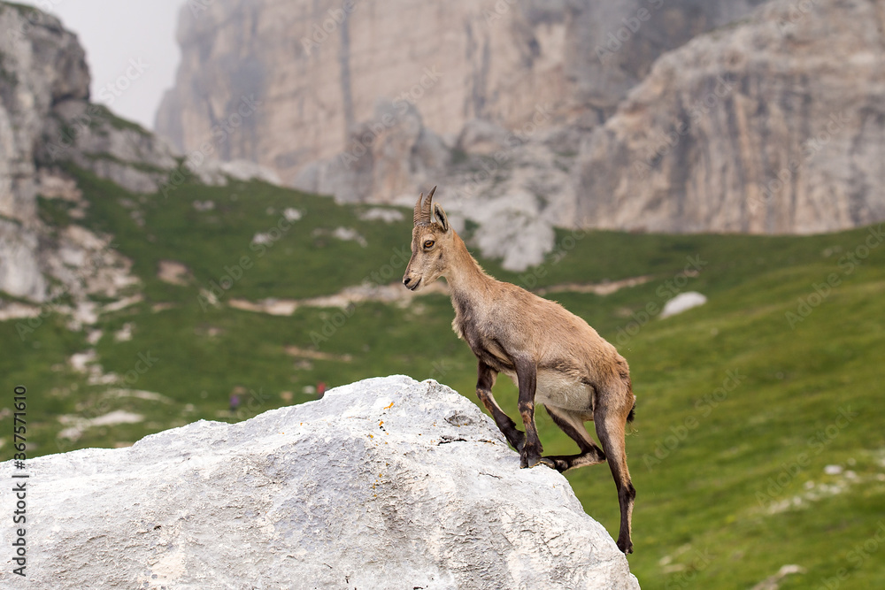 Alpine ibex (Capra ibex) on the rock