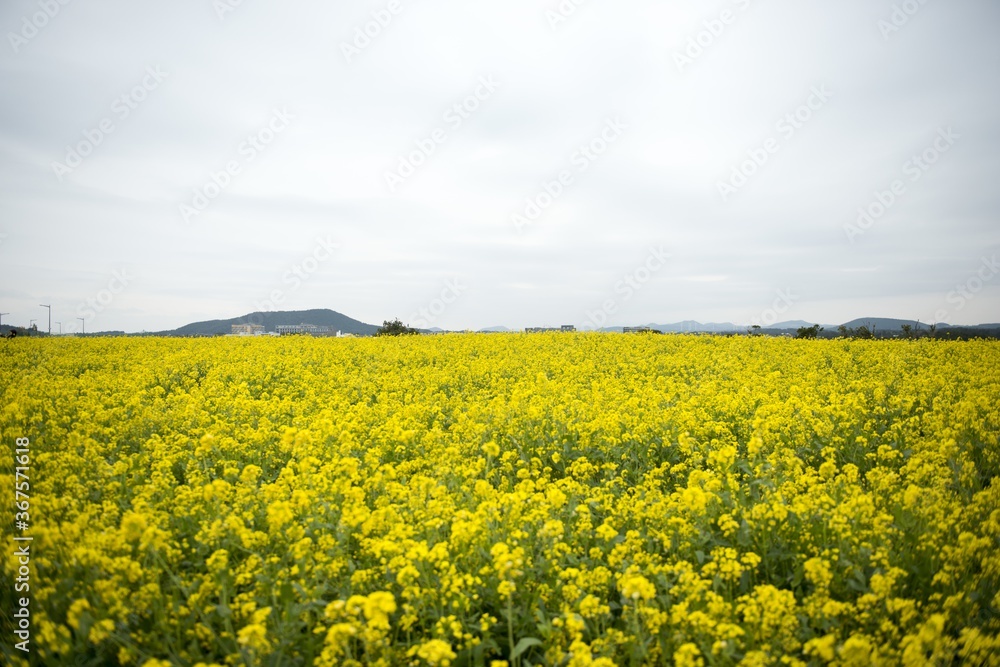 Beautiful shot of a bright yellow blooming canola field in Jeju Island, South Korea Beautiful shot of a bright yellow blooming canola field in Jeju Island, South Korea