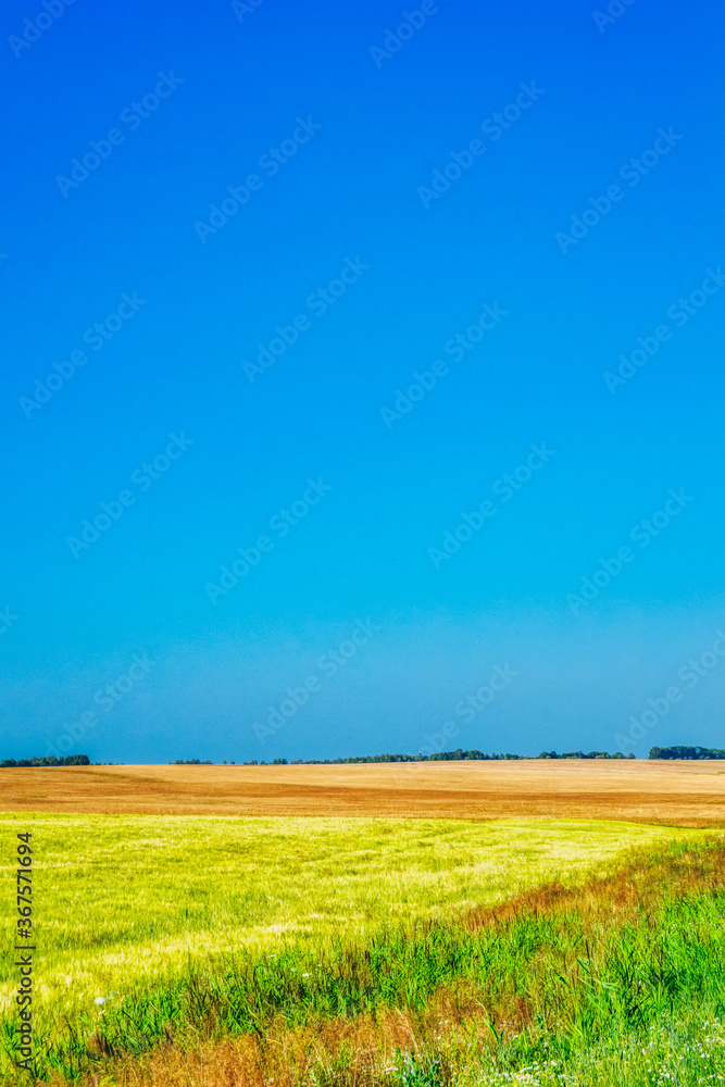 Mowed field in the evening. Agricultural landscape on a Sunny summer day.