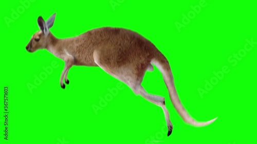 Kangaroo realistic animation. Isolated animal green screen video allows to add background in post-production. Element for visual effects.