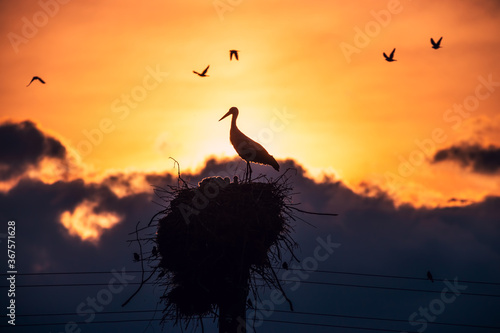 Stork in a nest and flying birds in a sunset sky