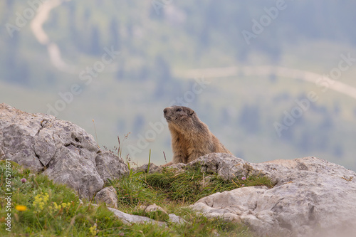 Alpine marmot  Marmota marmota  on the rock