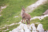 Young Alpine ibex (Capra ibex) perched on rock