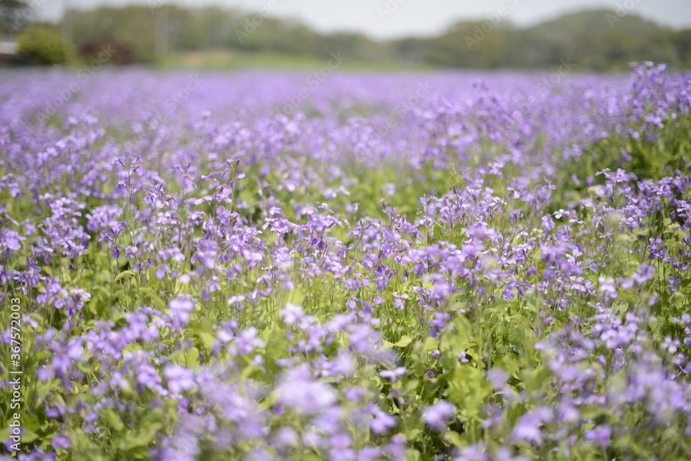 Closeup shot of purple wildflowers blooming in a field in South Korea Closeup shot of purple wildflowers blooming in a field in South Korea